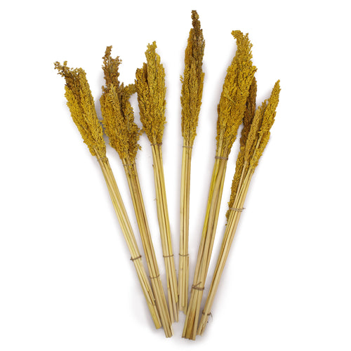 Amber Cantal Grass