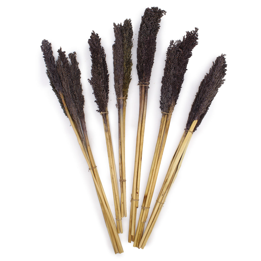 Black Cantal Grass